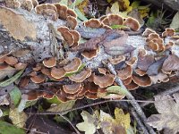 Leaf fungus Stereum submentosum on old trunk  Leaf fungus Stereum submentosum on old trunk : Stereum subtomentosum, yellow, brown, fungus, fungi, nature, natural, growth, fall, autumn, autumnal, outside, outdoors, nobody, no people, leaf fungus, wax fungus, shelf fungus, trunk