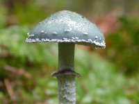 Stropharia aeruginosa, Blue-green Stropharia