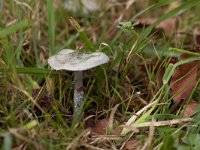 Echte kopergroenzwam, Verdigris agaric,  Echte kopergroenzwam, Verdigris agaric, : Amelisweerd, autumn, Bunnik, Echte kopergroenzwam, fall, funghi, fungus, gras, grass, green, groen, herfst, kopergroenzwam, landgoed, Landgoed Amelisweerd, mushroom, nature, natuur, Nederland, paddenstoel, paddestoel, park, pfilz, Stropharia aeruginosa, the Netherlands, Utrecht, Verdigris agaric