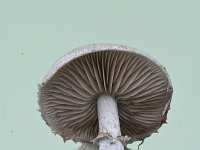 Stropharia aeruginosa 6, Echte kopergroenzwam, Saxifraga-Luuk Vermeer