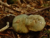 Stropharia aeruginosa 2, Echte kopergroenzwam, Saxifraga-Jan van der Straaten