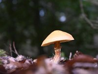 Suillus cavipes 2, Holsteelboleet, Saxifraga-Luuk Vermeer