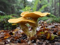 Suillus cavipes 3, Holsteelboleet, Saxifraga-Luuk Vermeer