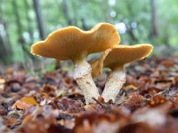 Suillus cavipes 4, Holsteelboleet, Saxifraga-Luuk Vermeer