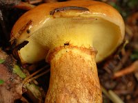 Suillus grevillei 2, Gele ringboleet, Saxifraga-Jan van der Straaten