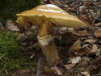 Suillus grevillei 4, Gele ringboleet, Saxifraga-Willem van Kruijsbergen