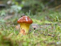 Suillus grevillei 7, Gele ringboleet, Saxifraga-Luuk Vermeer