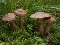 Suillus tridentinus 2, Roestrode ringboleet, Saxifraga-Willem van Kruijsbergen