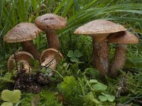 Suillus tridentinus 3, Roestrode ringboleet, Saxifraga-Willem van Kruijsbergen