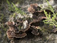 Thelephora terrestris 10, Gewone franjezwam, Saxifraga-Willem van Kruijsbergen