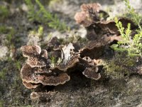 Thelephora terrestris 11, Gewone franjezwam, Saxifraga-Willem van Kruijsbergen