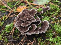 Thelephora terrestris 3, Gewone franjezwam, Saxifraga-Luuk Vermeer