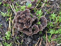 Thelephora terrestris 4, Gewone franjezwam, Saxifraga-Luuk Vermeer