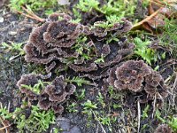 Thelephora terrestris 5, Gewone franjezwam, Saxifraga-Luuk Vermeer