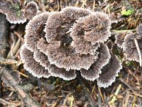 Thelephora terrestris 7, Gewone franjezwam, Saxifraga-Luuk Vermeer