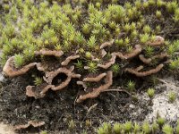 Thelephora terrestris 9, Gewone franjezwam, Saxifraga-Willem van Kruijsbergen