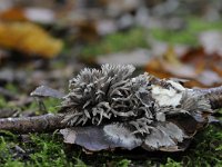 Thelephora anthocephala 3, Gespleten franjezwam, Saxifraga-Luuk Vermeer