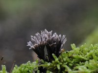 Thelephora anthocephala 4, Gespleten franjezwam, Saxifraga-Luuk Vermeer