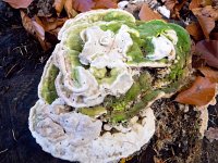 Trametes gibbosa 10, Witte bultzwam, Saxifraga-Bart vastenhouw