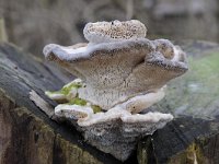 Trametes gibbosa 12, Witte bultzwam, Saxifraga-Luuk Vermeer