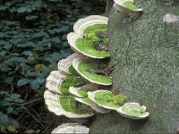 Trametes gibbosa 2, Witte bultzwam, Saxifraga-Jan de Laat