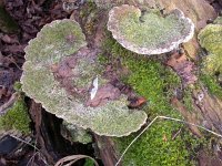 Trametes gibbosa 6, Witte bultzwam, Saxifraga-Peter Meininger