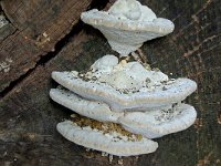 Trametes gibbosa 9, Witte bultzwam, Saxifraga-Lucien Rommelaars