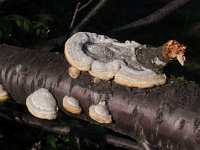 Trametes hirsuta 2, Ruig elfenbankje, Saxifraga-Jan Willem Jongepier