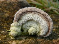 Trametes hirsuta 8, Ruig elfenbankje, Saxifraga-Tom Heijnen