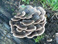 Trametes versicolor 12, Gewoon elfenbankje, Saxifraga-Jan Willem Jongepier