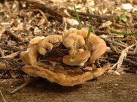 Trametes versicolor 2, Gewoon elfenbankje, Saxifraga-Jan van der Straaten