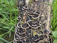 Trametes versicolor 20, Gewoon elfenbankje, Saxifraga-Roel Meijer