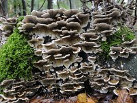 Trametes versicolor 23, Gewoon elfenbankje, Saxifraga-Luuk Vermeer