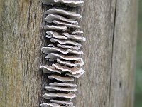 Trametes versicolor 25, Gewoon elfenbankje, Saxifraga-Luuk Vermeer