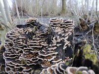 Trametes versicolor 26, Gewoon elfenbankje, Saxifraga-Luuk Vermeer