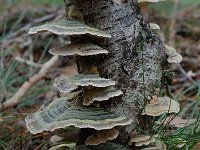 Trametes versicolor 3, Gewoon elfenbankje, Saxifraga-Willem van Kruijsbergen