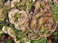 Trametes versicolor 31, Gewoon elfenbankje, Saxifraga-Luuk Vermeer