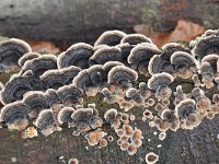 Trametes versicolor 32, Gewoon elfenbankje, Saxifraga-Luuk Vermeer