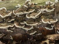 Trametes versicolor 33, Gewoon elfenbankje, Saxifraga-Willem van Kruijsbergen