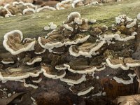 Trametes versicolor 34, Gewoon elfenbankje, Saxifraga-Willem van Kruijsbergen