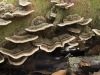 Trametes versicolor 35, Gewoon elfenbankje, Saxifraga-Willem van Kruijsbergen