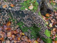 Trametes versicolor 40, Gewoon elfenbankje, Saxifraga-Tom Heijnen