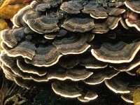 Trametes versicolor 6, Gewoon elfenbankje, Saxifraga-Jan de Laat