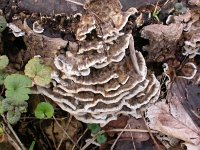 Trametes versicolor 7, Gewoon elfenbankje, Saxifraga-Peter Meininger