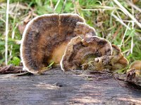 Trametes versicolor 8, Gewoon elfenbankje, Saxifraga-Peter Meininger