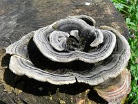 Trametes versicolor 9, Gewoon elfenbankje, Saxifraga-Jan Willem Jongepier