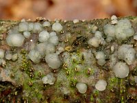 Tremella globospora 2, Wittige druppelzwam, Saxifraga-Lucien Rommelaars