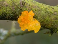 Tremella mesenterica 16, Gele trilzwam, Saxifraga-Luuk Vermeer