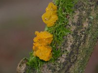 Tremella mesenterica 19, Gele trilzwam, Saxifraga-Luuk Vermeer