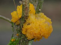 Tremella mesenterica 20, Gele trilzwam, Saxifraga-Luuk Vermeer